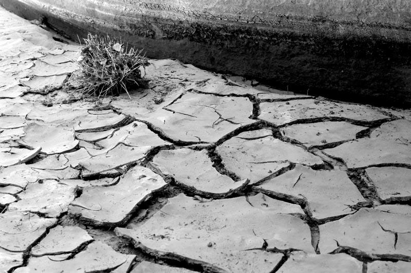 dried up.jpg